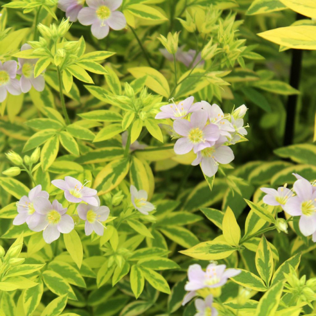 Polemonium pulcherrimum Golden Feathers