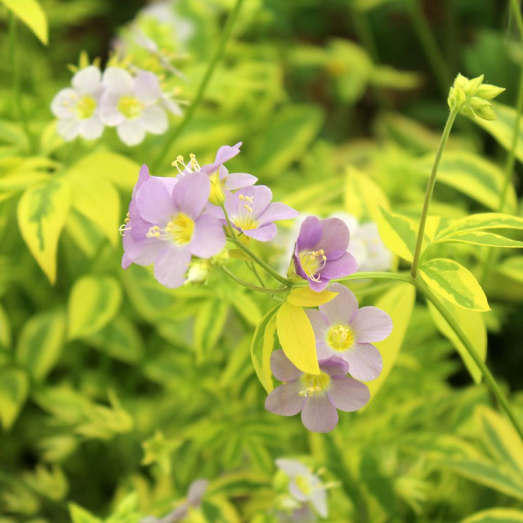 Polemonium pulcherrimum Golden Feathers