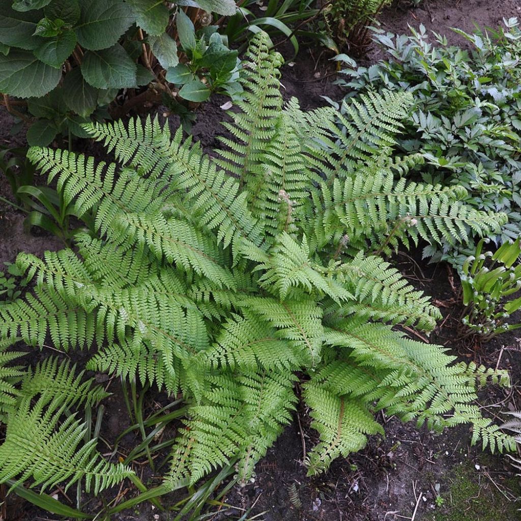 Aspidie à cils raides Herrenhausen - Polystichum setiferum