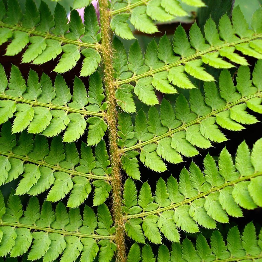 Aspidie à cils raides Herrenhausen - Polystichum setiferum