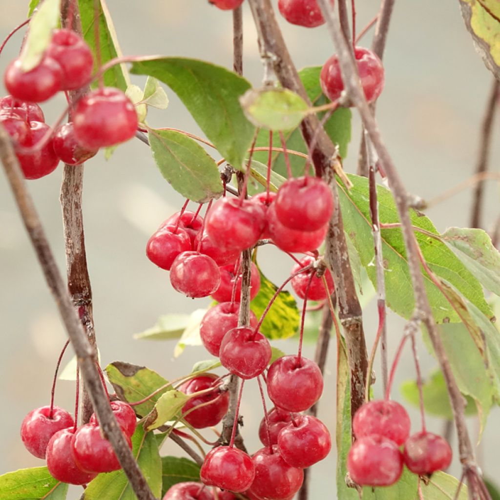 Malus Royal Beauty - Sierappel