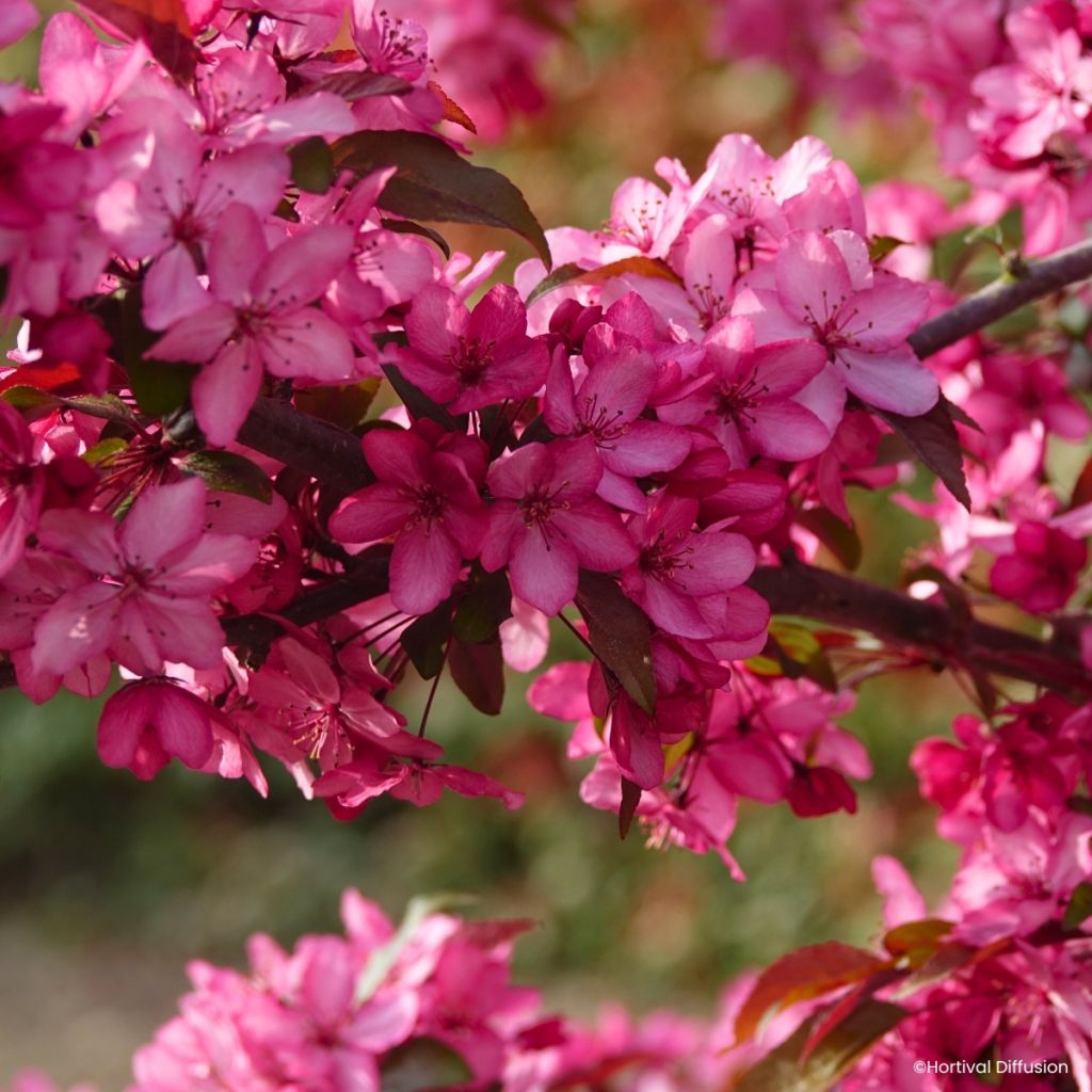 Pommier d'ornement - Malus Royal  Raindrops