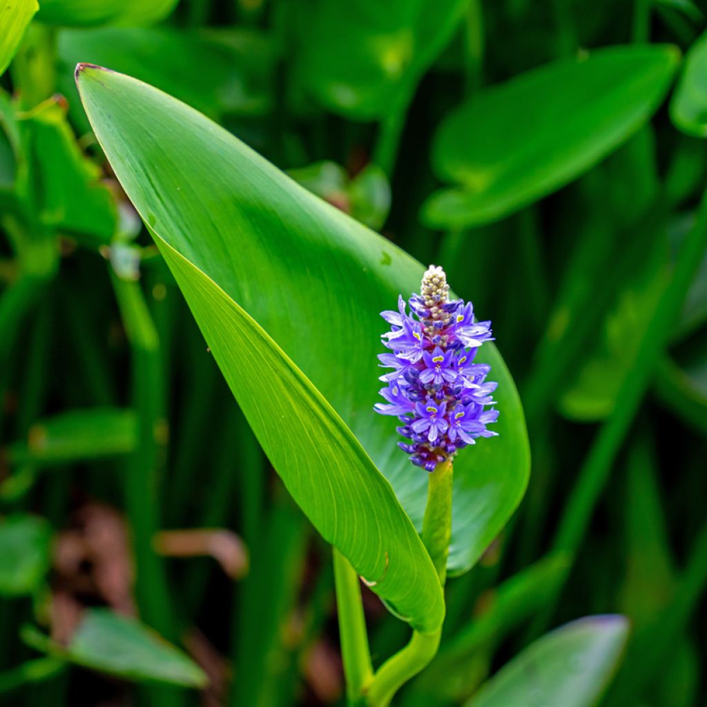 Pontederia cordata - Pontédérie à feuille en coeur