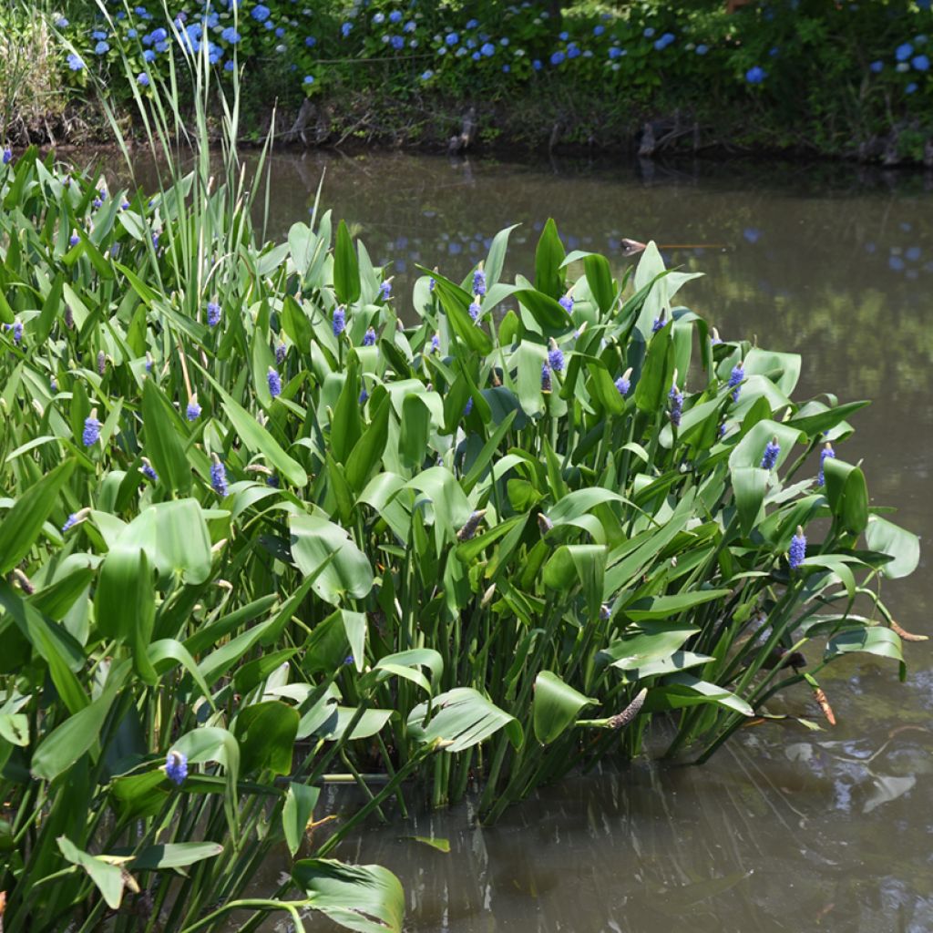 Pontederia cordata - Pontédérie à feuille en coeur