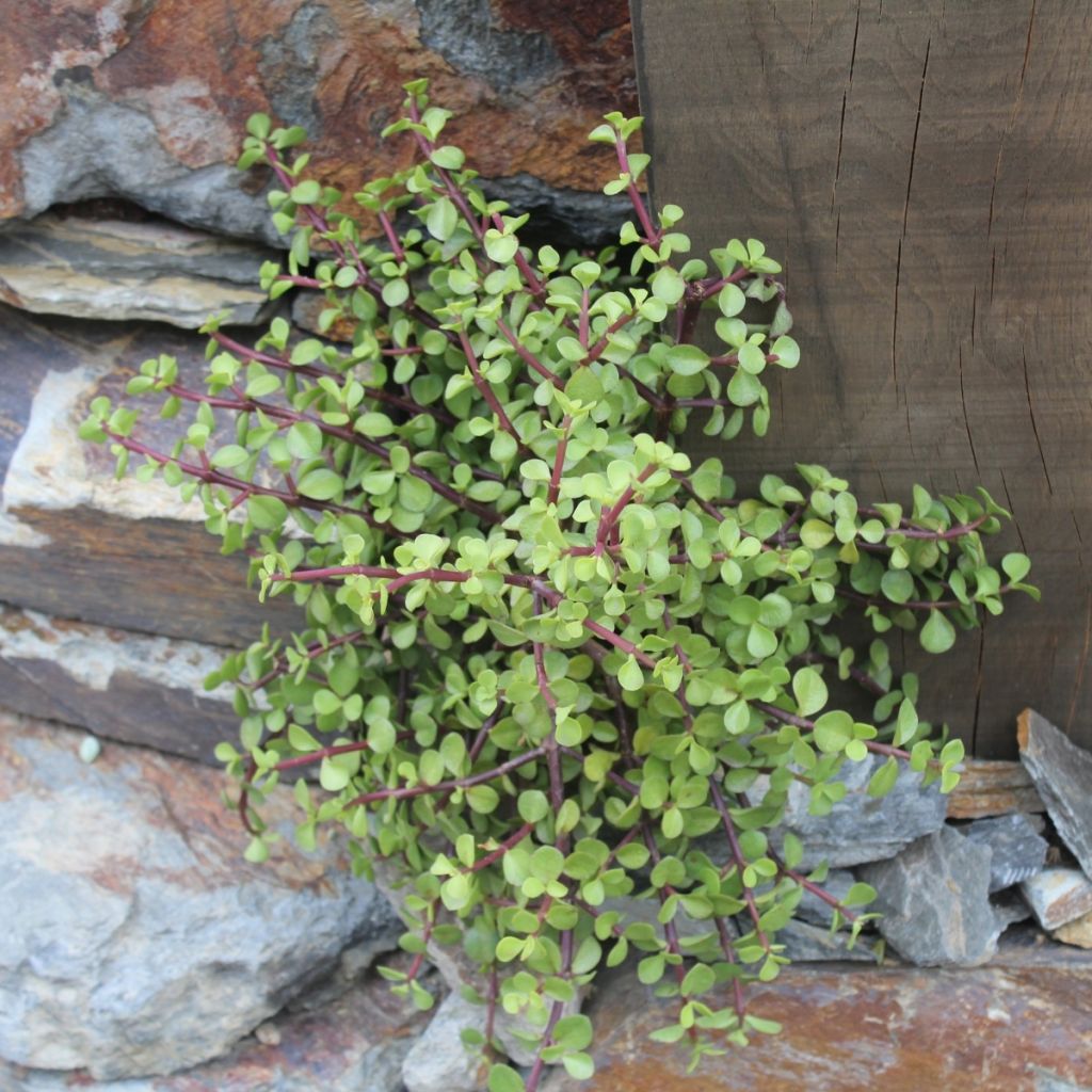 Portulacaria afra - Pourpier en arbre