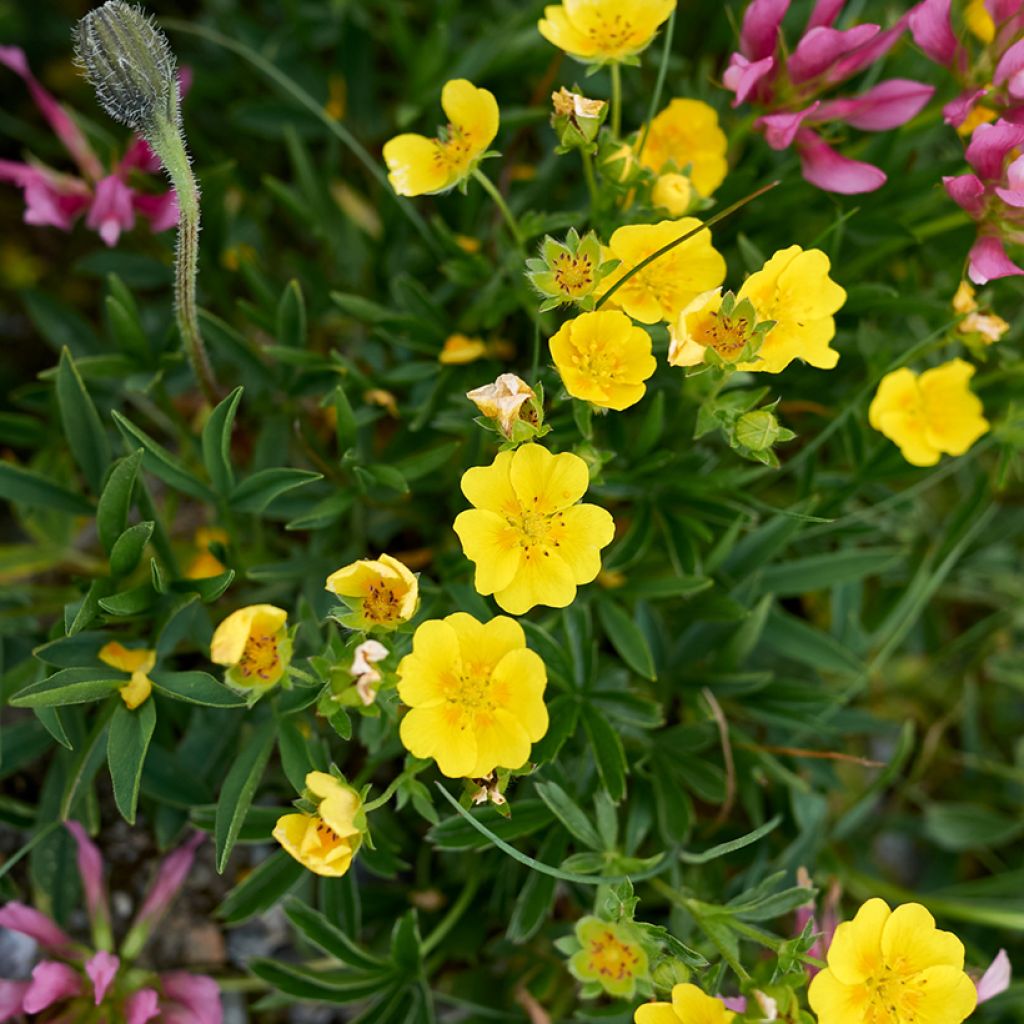 Potentilla aurea - Potentille dorée