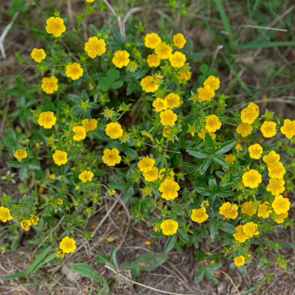 Potentilla aurea - Potentille dorée