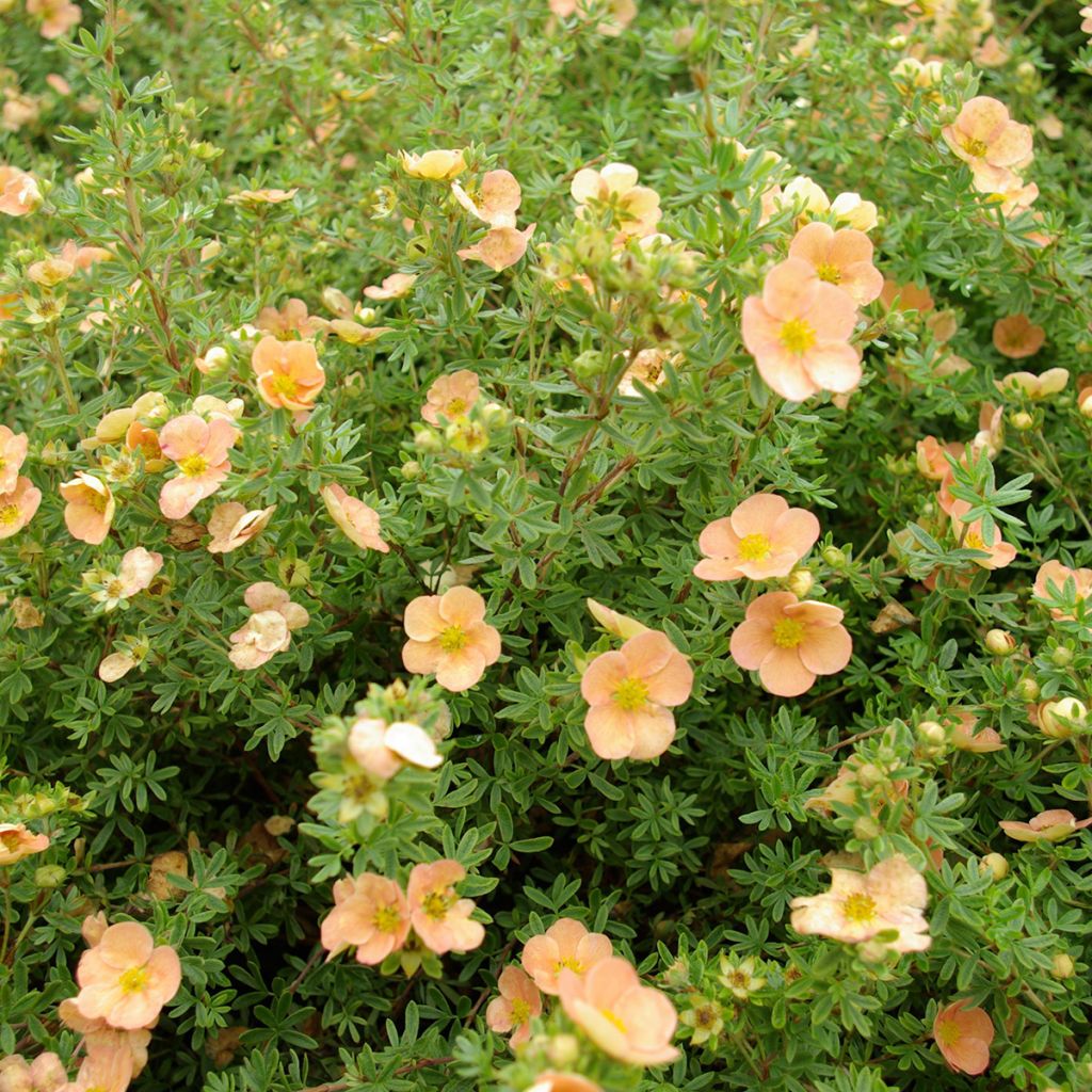 Potentilla fruticosa Daydawn - Potentille arbustive