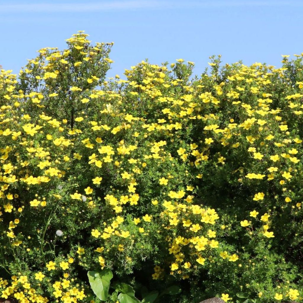 Potentilla fruticosa Goldteppich - Potentille arbustive