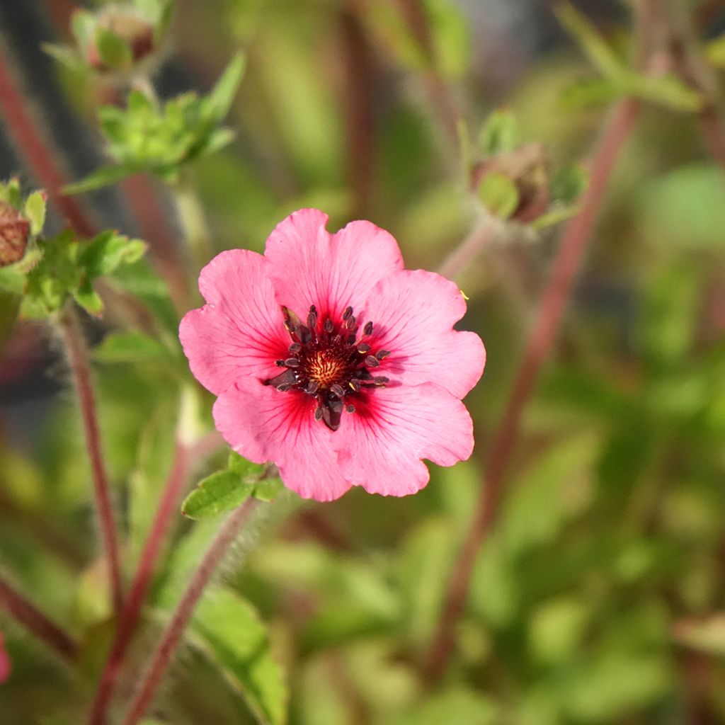 Potentilla nepalensis Miss Willmott