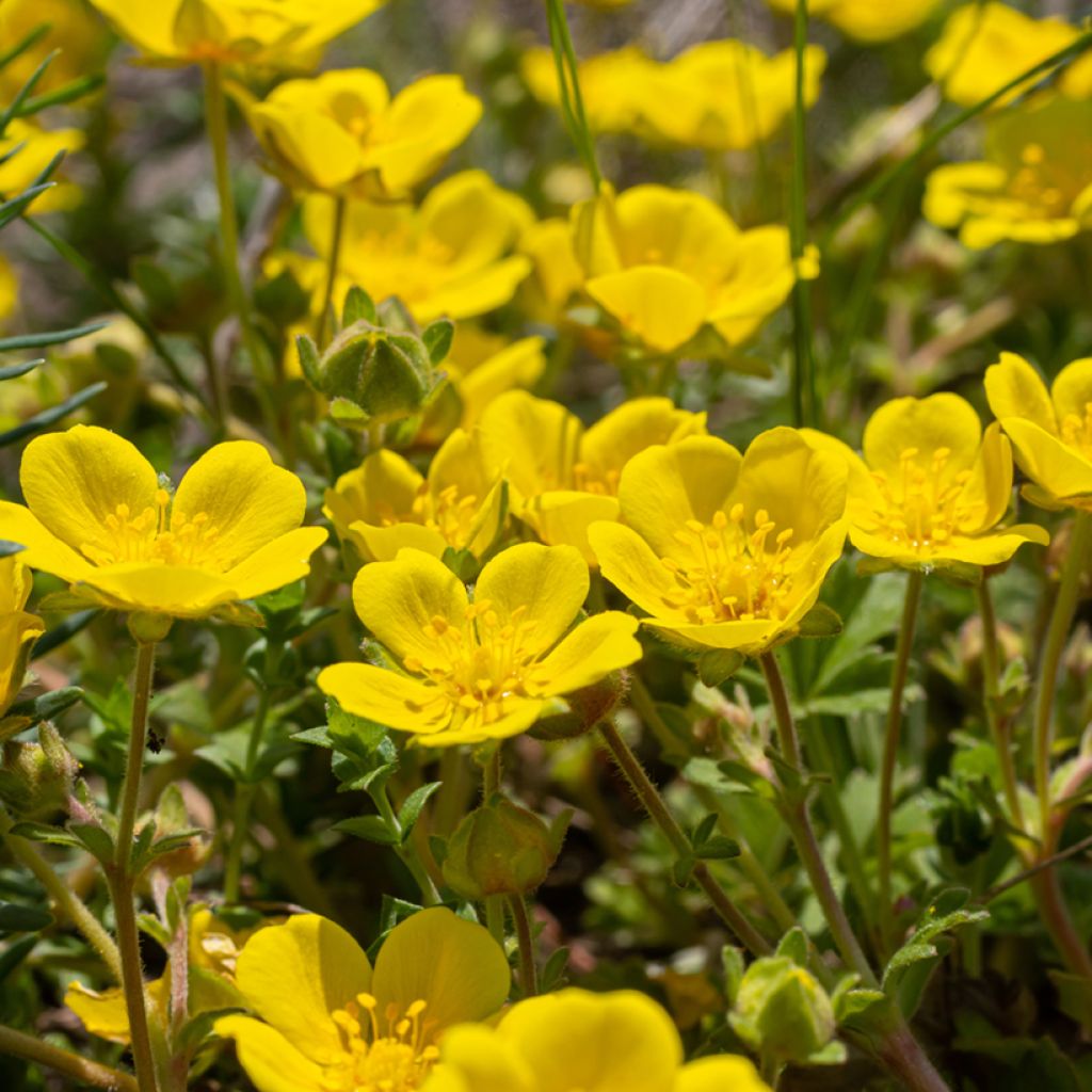Potentilla verna - Potentille de printemps