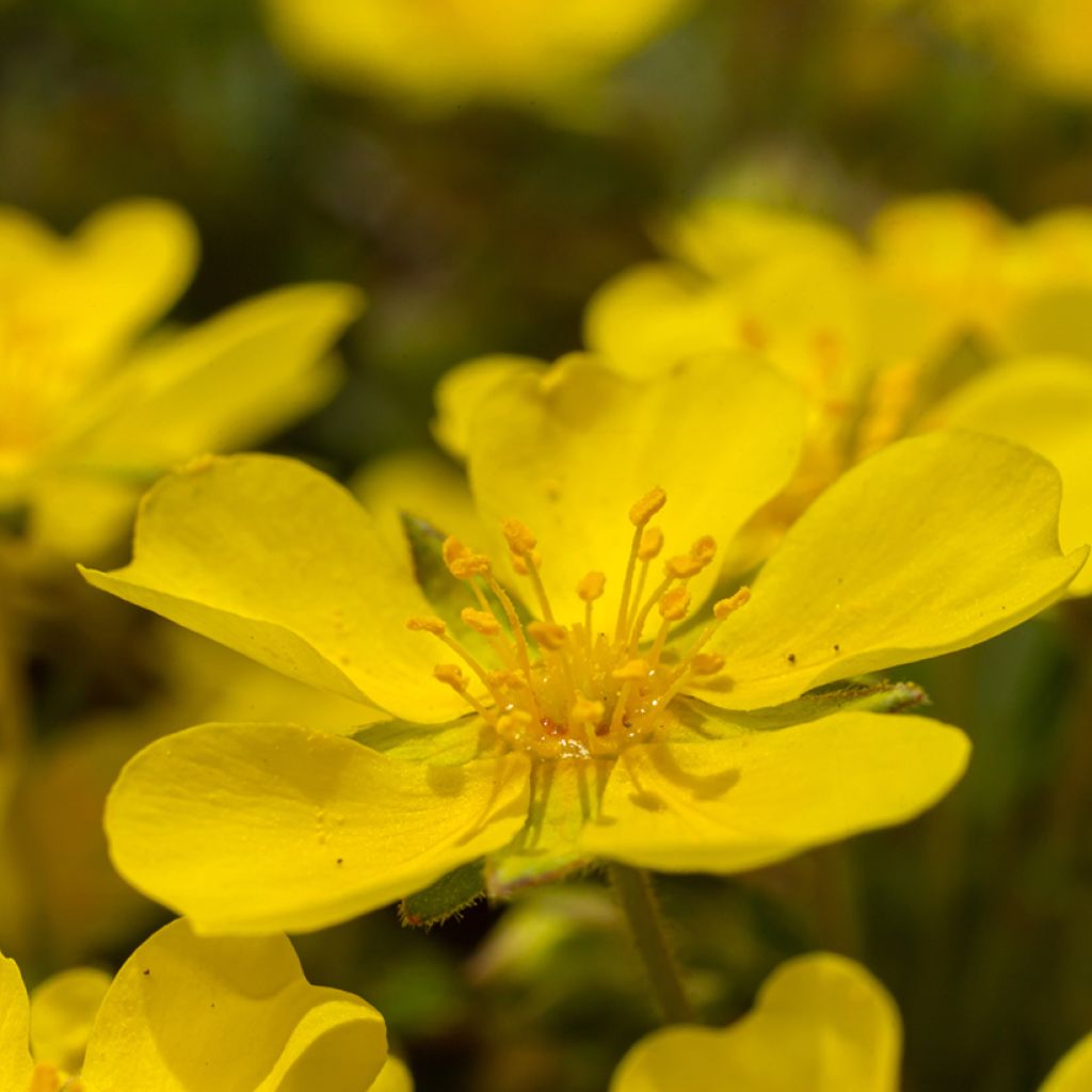Potentilla verna - Potentille de printemps