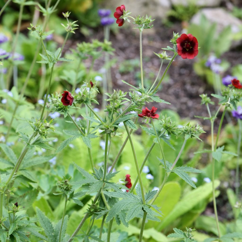 Potentille sanguine - Potentilla atrosanguinea