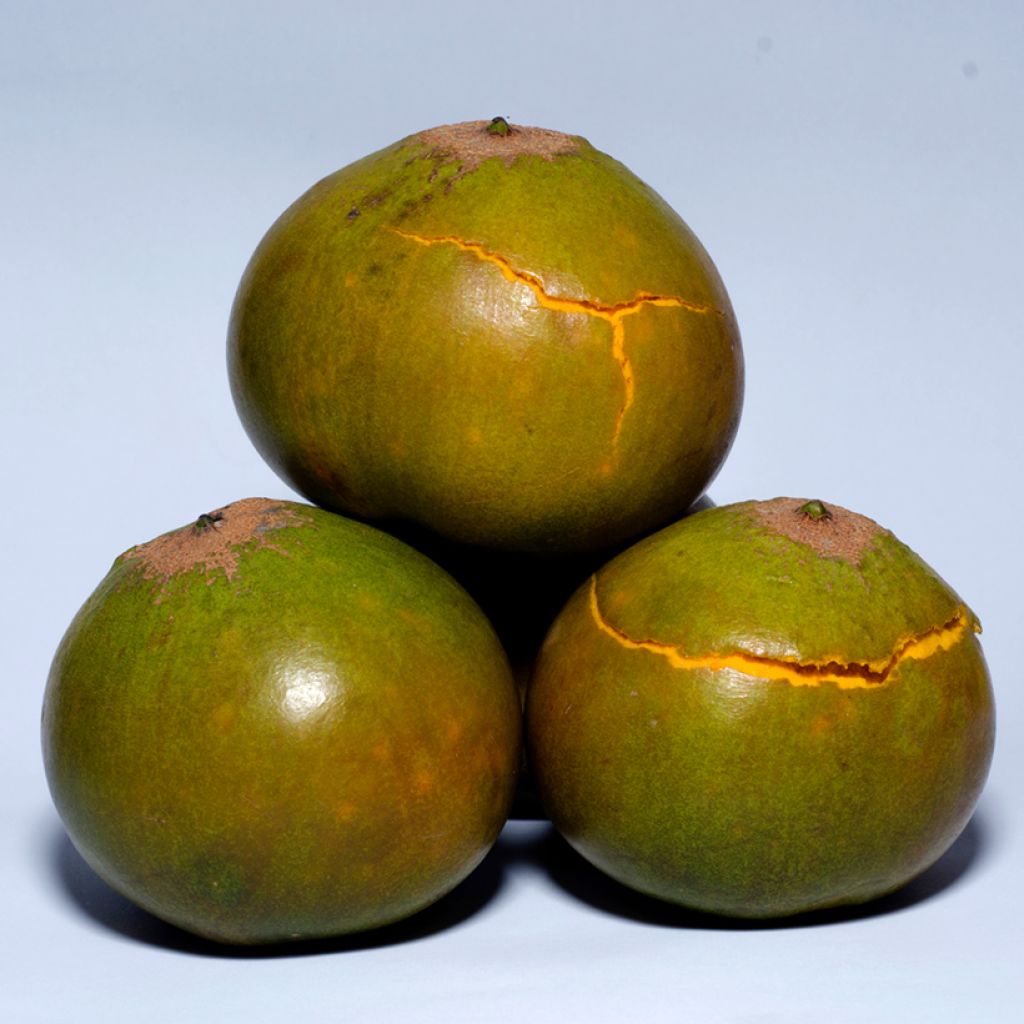 Lucuma - Pouteria obovata