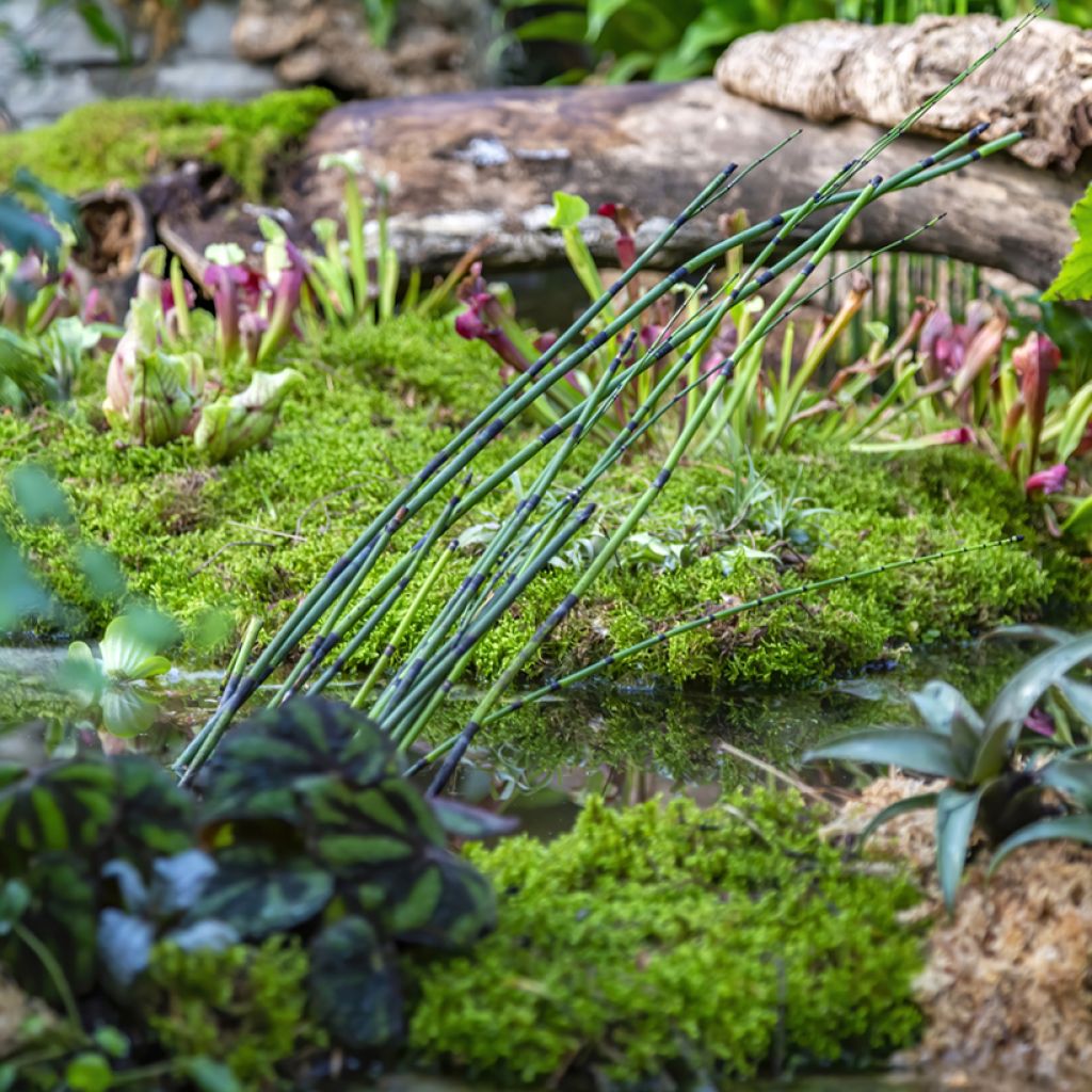 Prêle d'hiver - Equisetum hyemale (japonicum)