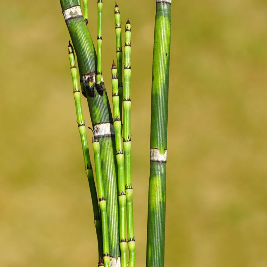 Prêle d'hiver - Equisetum hyemale (japonicum)