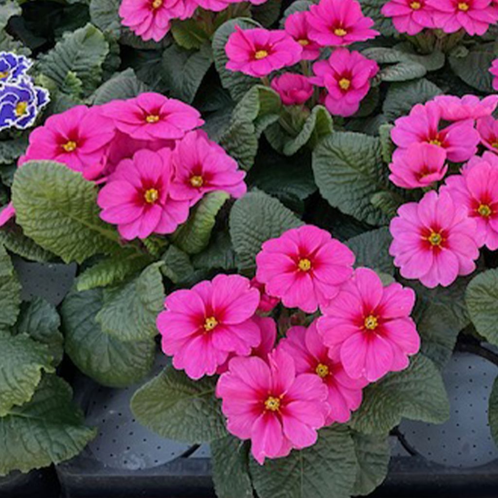 Primevère Raesberry Rose - Primula polyanthus