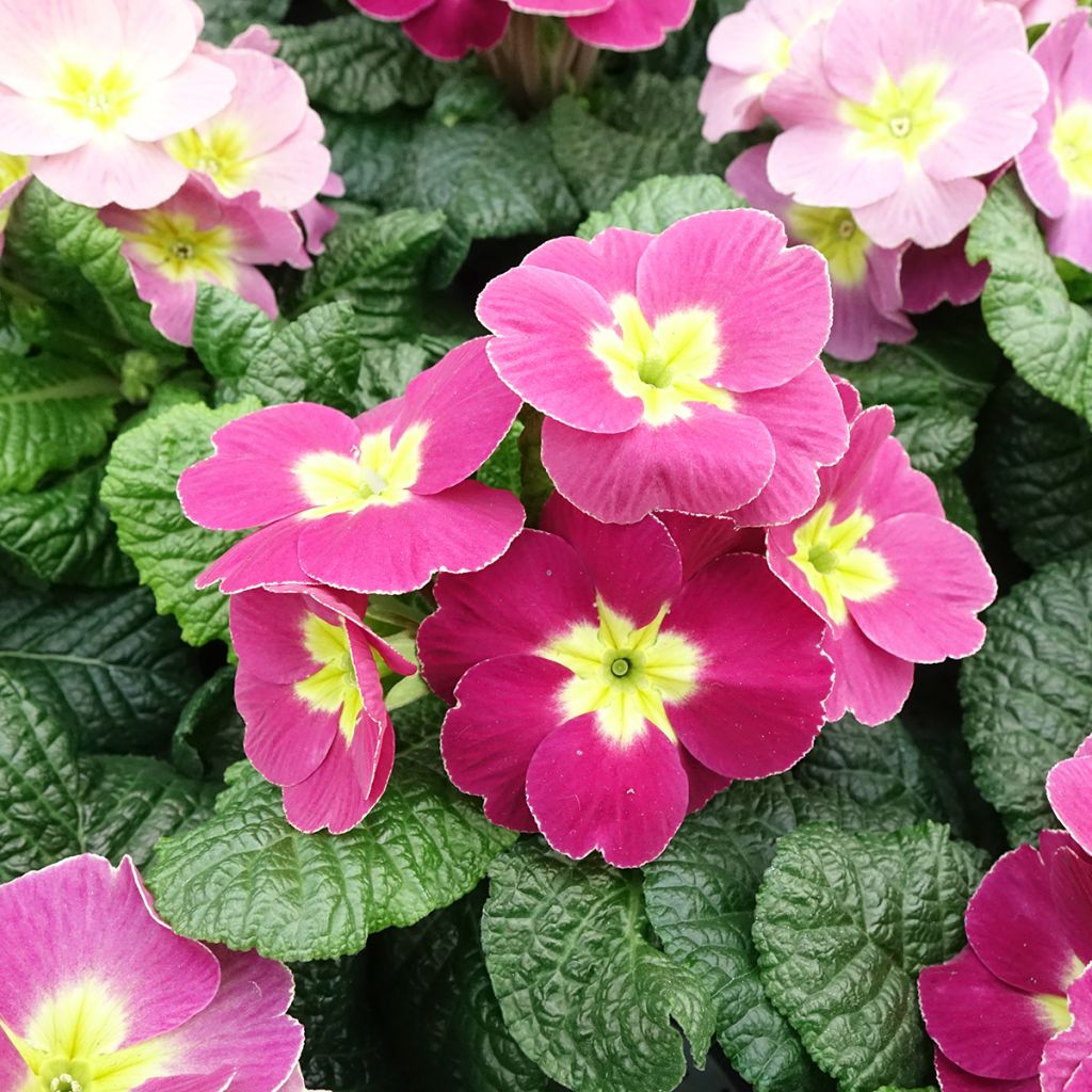 Primula acaulis Plums & Custard