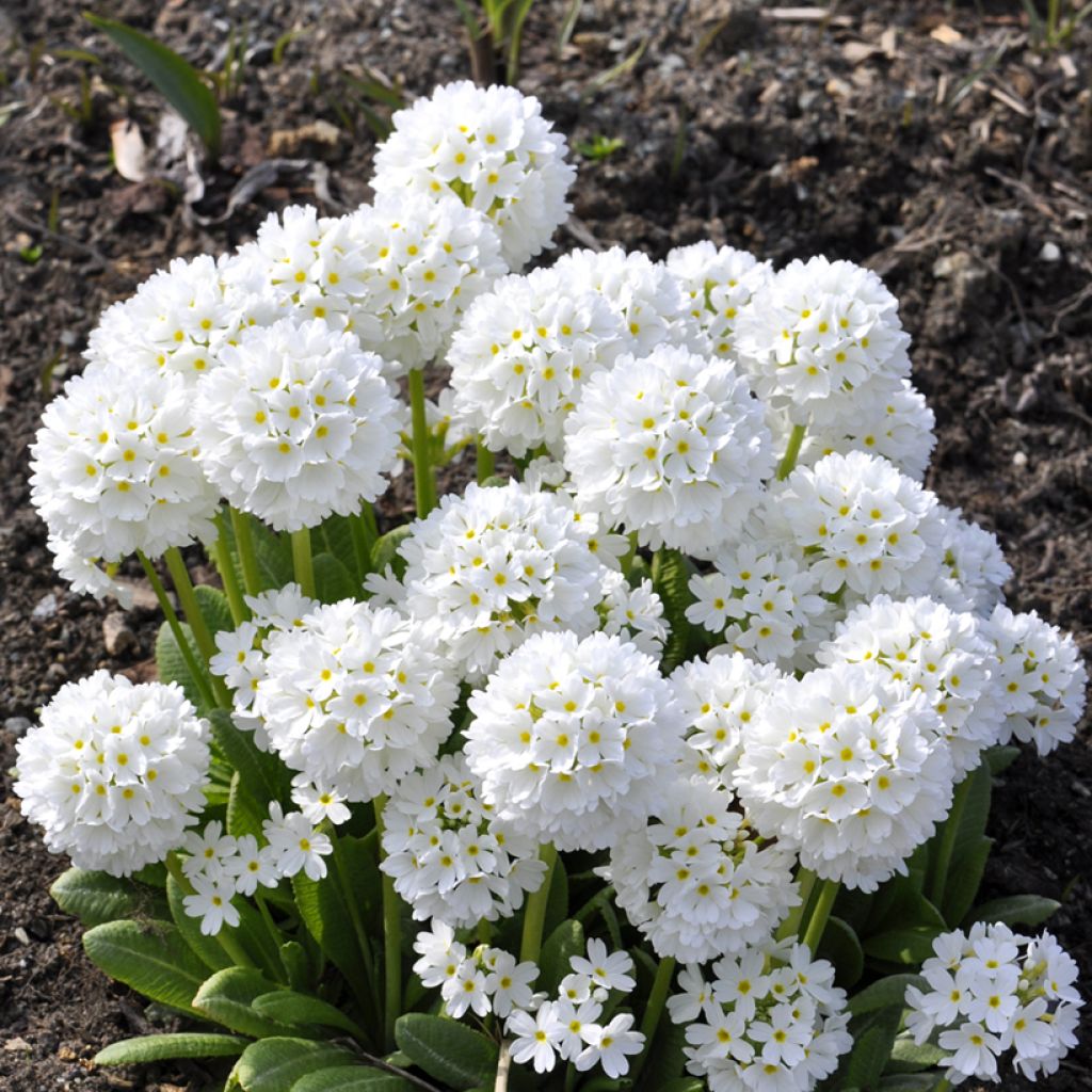 Primevère - Primula denticulata Alba