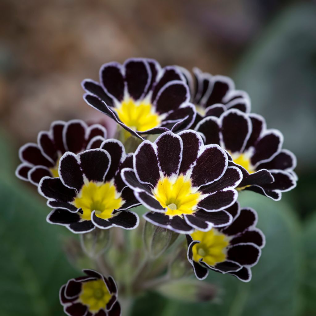Primevère - Primula elatior Mister Silver Laced