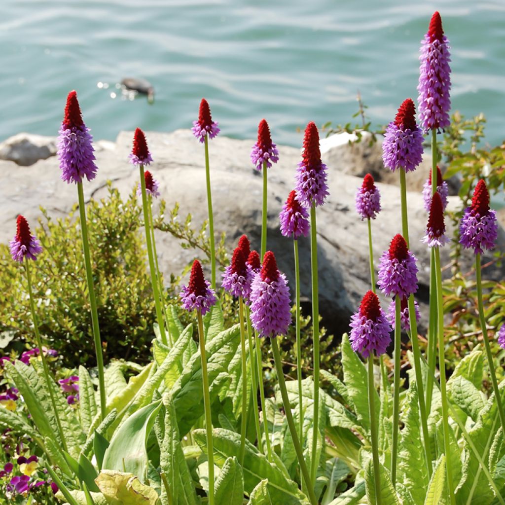 Primevère - Primula vialii
