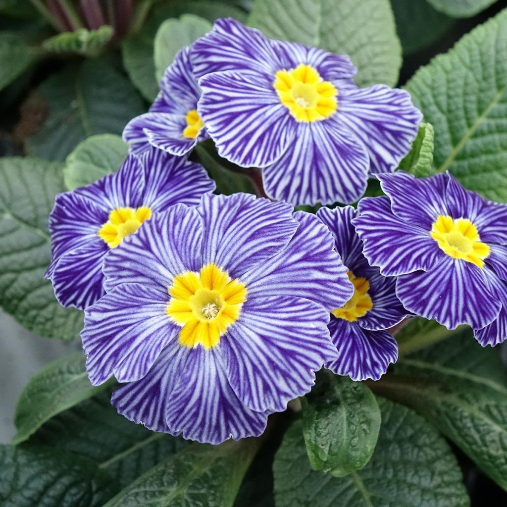 Primevère Zebra Blue miini-motte - Mini-Mottes