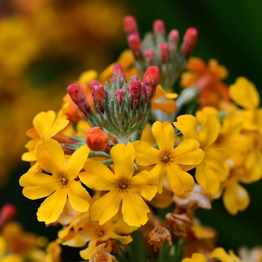 Primevère candélabre - Primula bulleyana
