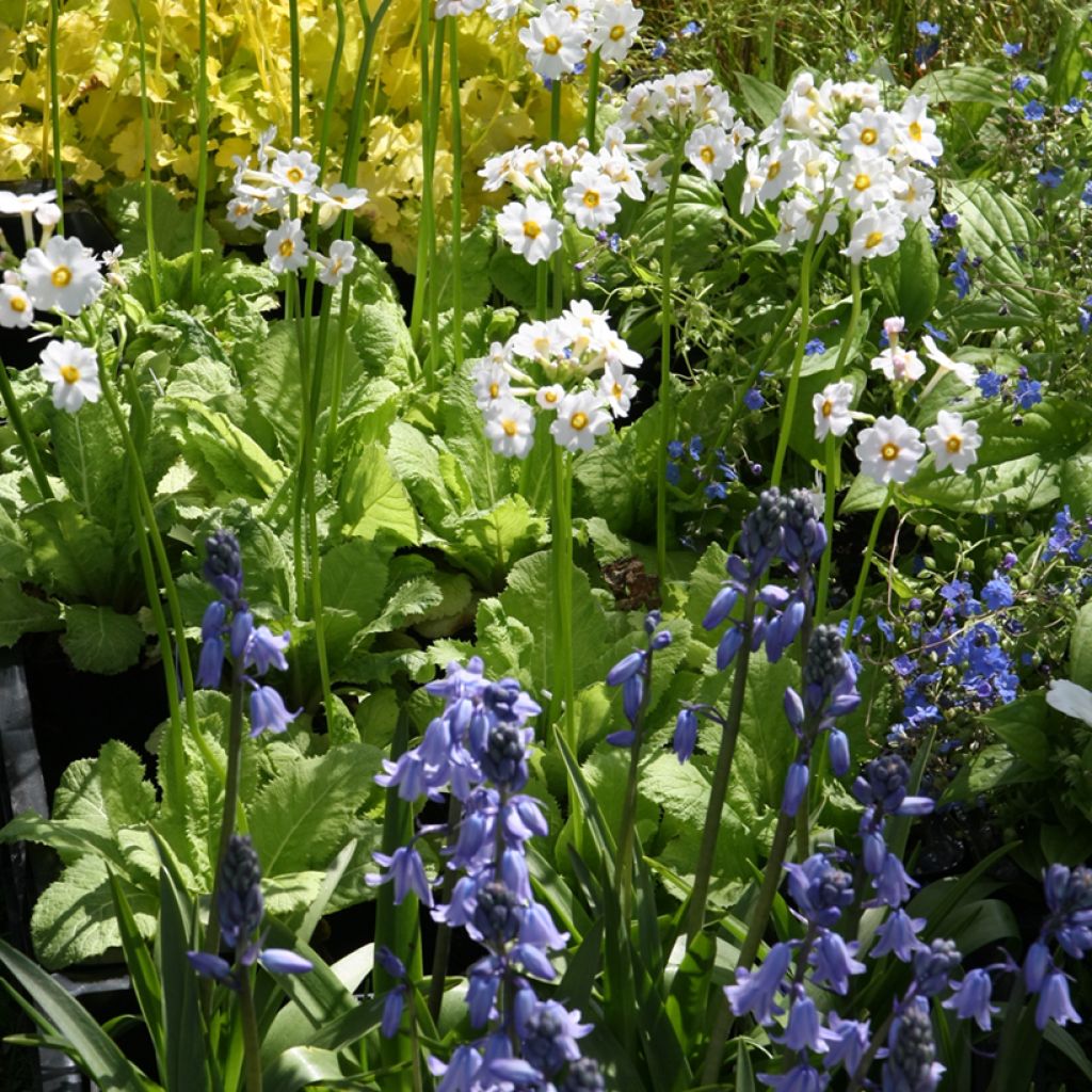 Primevere candélabre - Primula japonica Alba