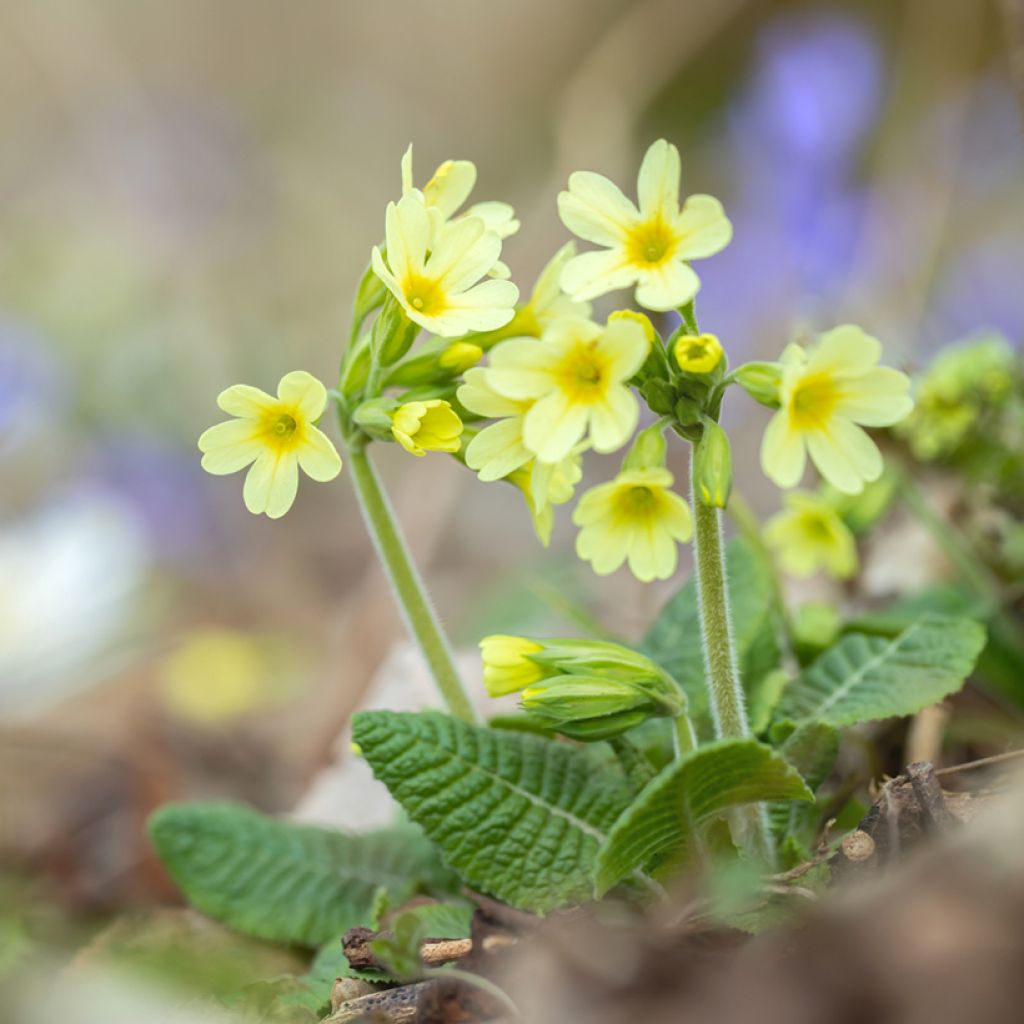Primevère élevée - Primula elatior