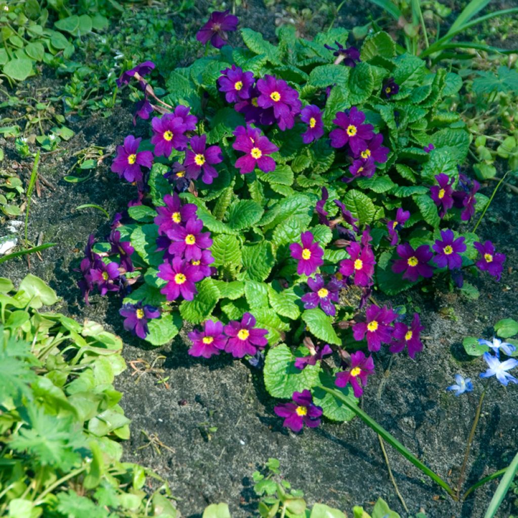 Primula juliae Wanda - Primevère vivace tapissante