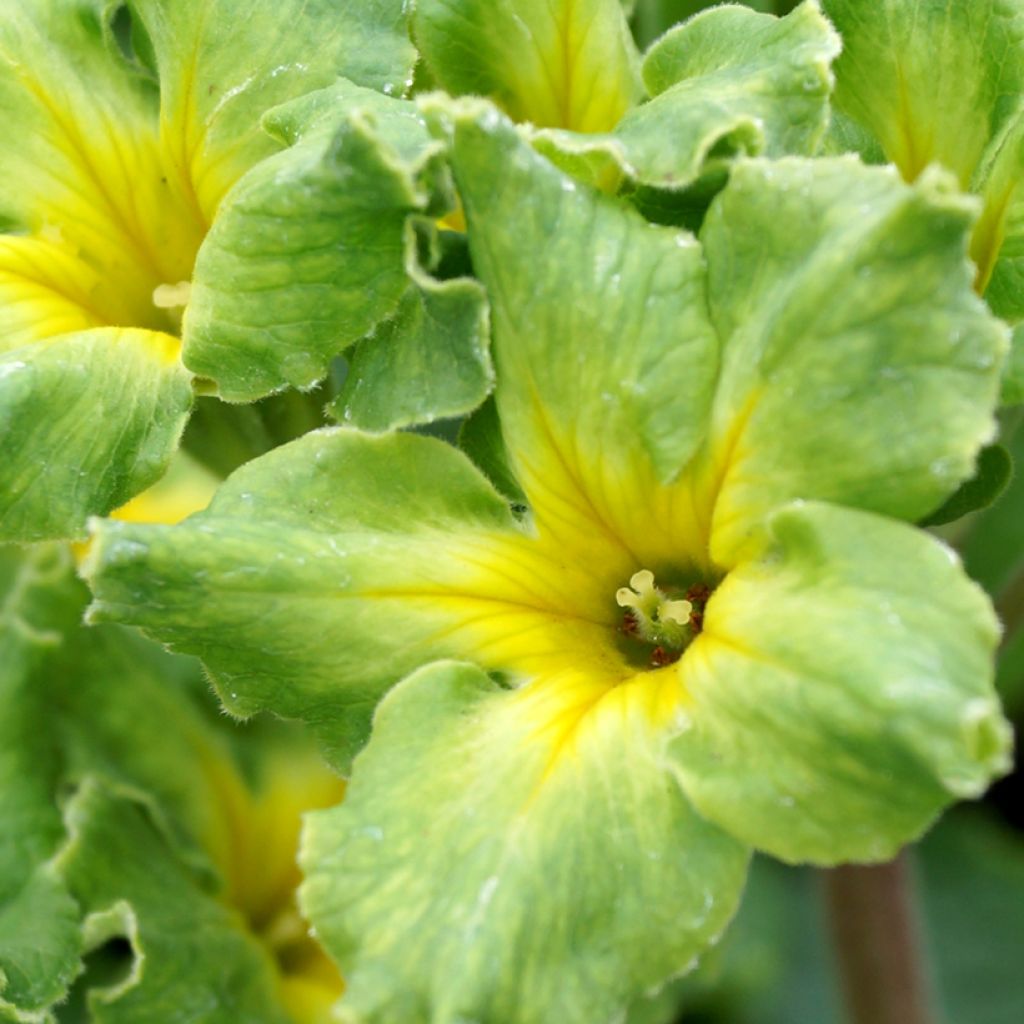 Primula vulgaris Francesca - Primevère des jardins