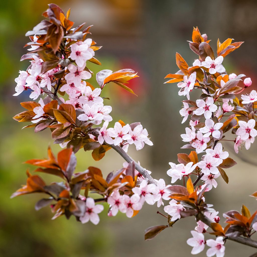 Prunier myrobolan - Prunus cerasifera Pissardii