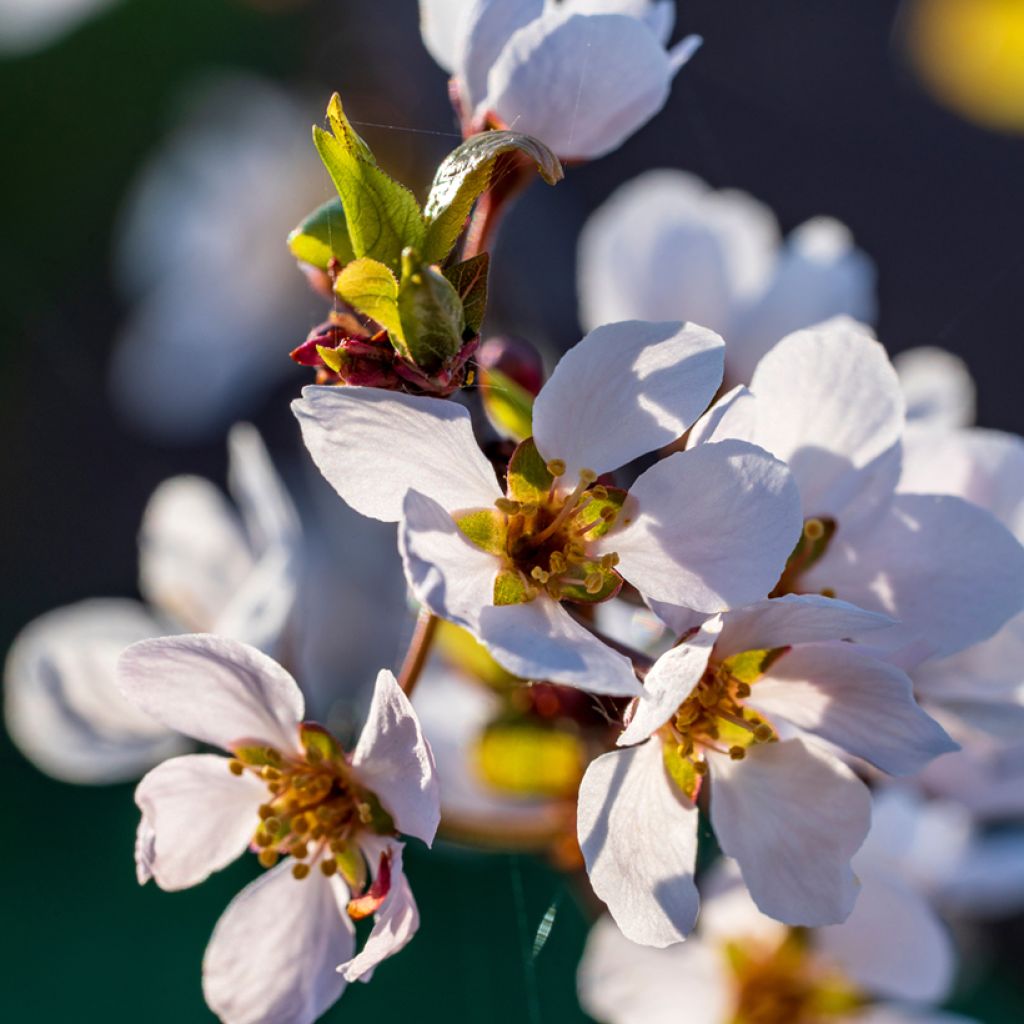 Prunier cerise - Prunus cerasifera Hollywood