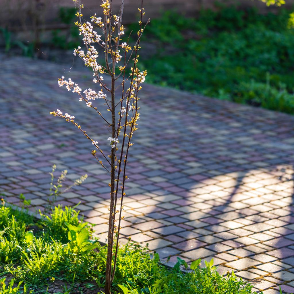 Prunier cerise - Prunus cerasifera Hollywood