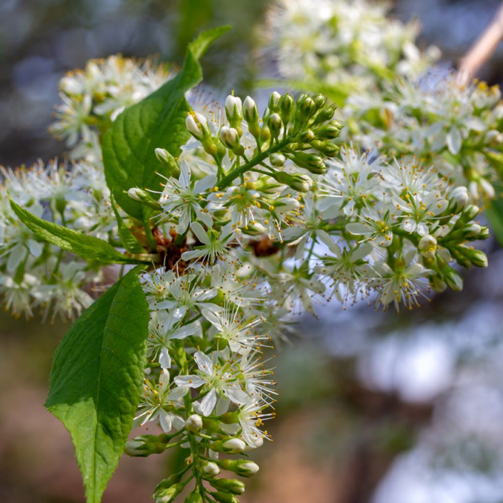 Prunus maackii Amber Beauty