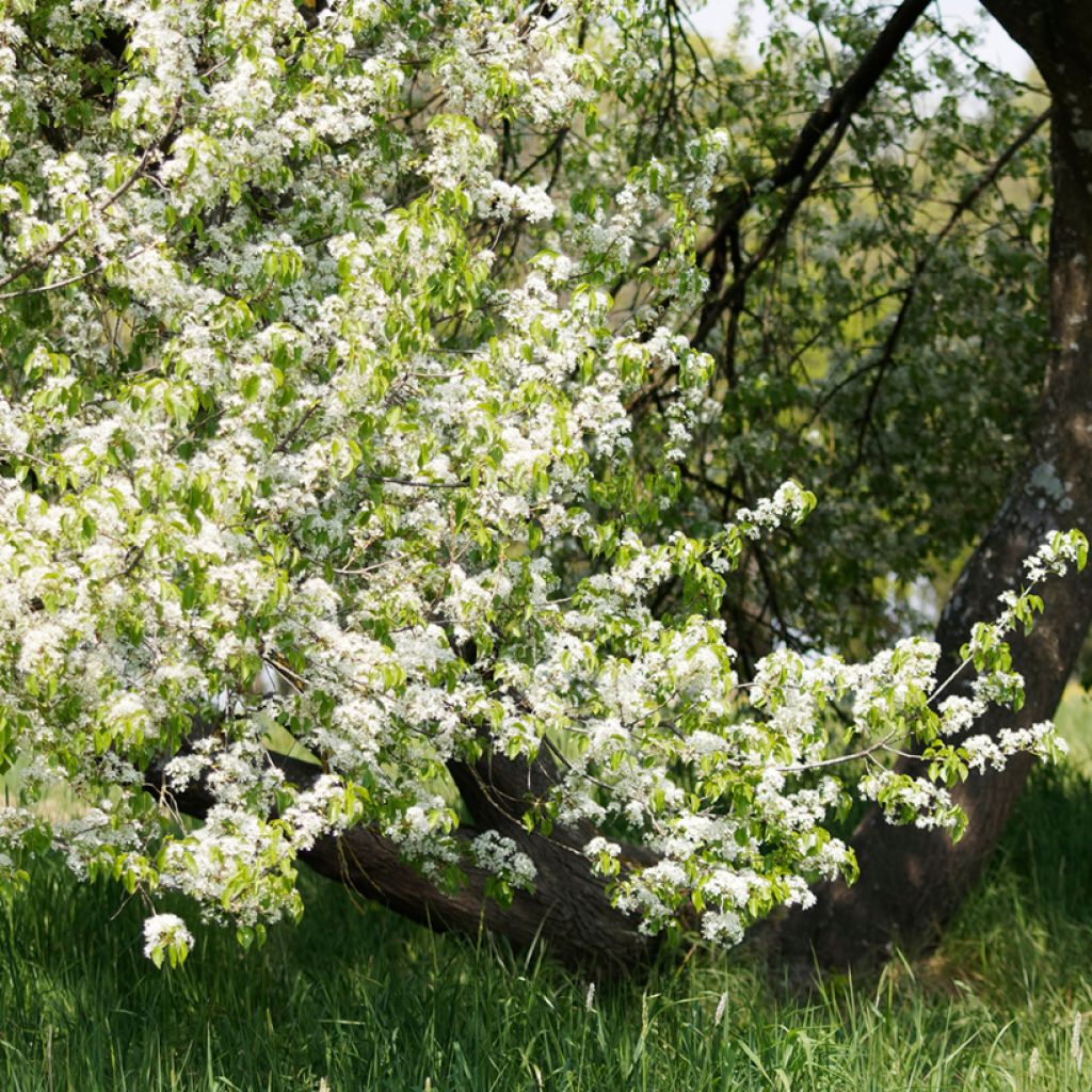 Prunus mahaleb - Bois de sainte Lucie