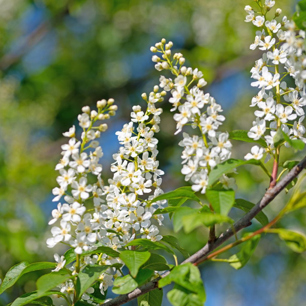 Prunus padus - Cerisier à grappes