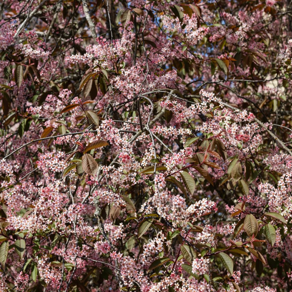 Prunus padus Colorata - Cerisier à grappes