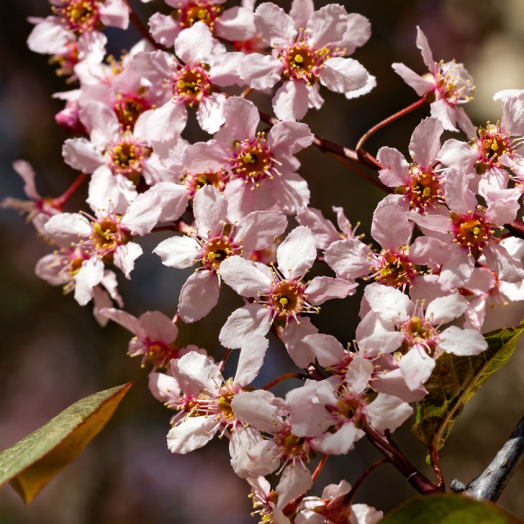 Prunus padus Colorata - Cerisier à grappes