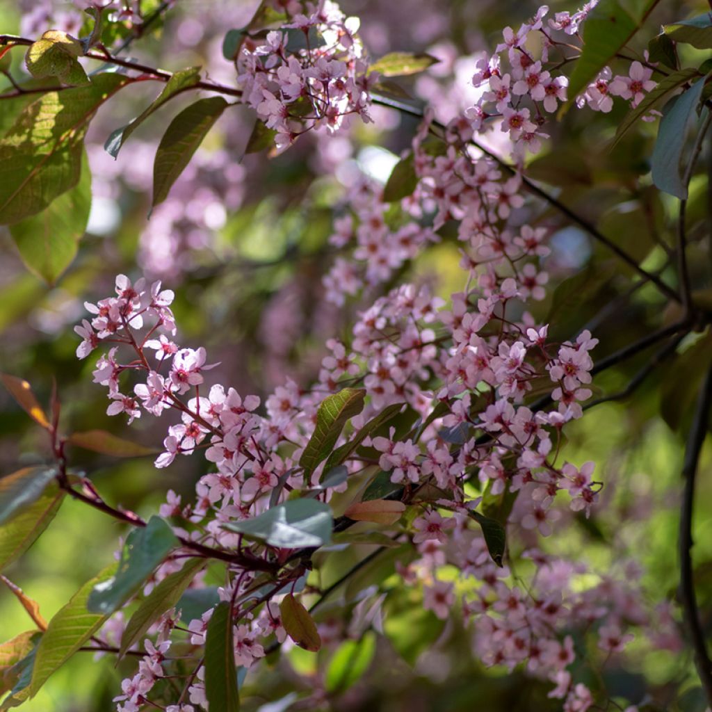 Prunus padus Colorata - Cerisier à grappes
