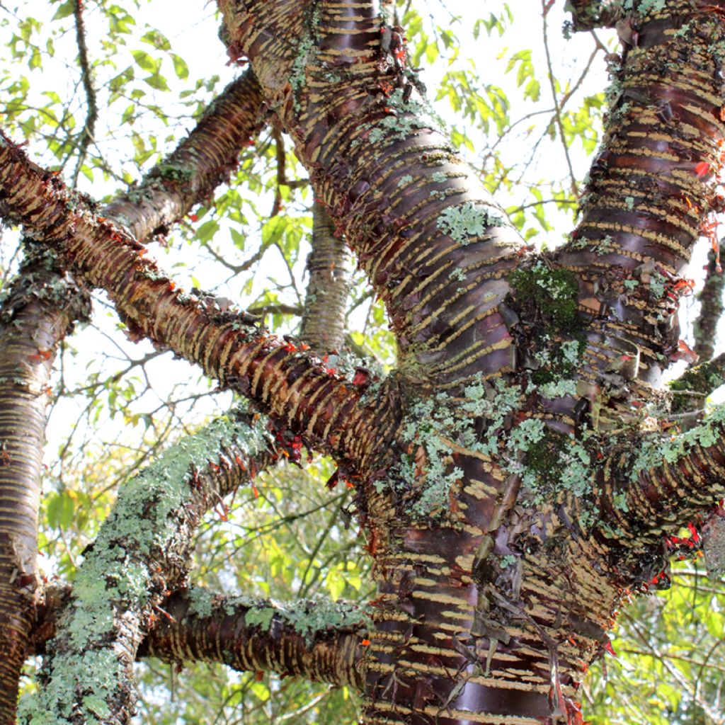 Prunus rufa - Cerisier de l'Himalaya