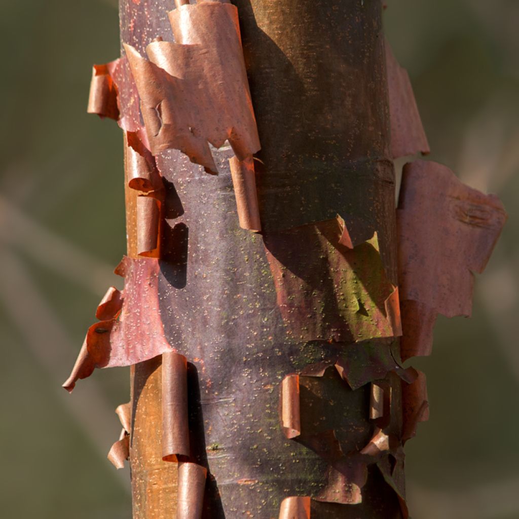 Prunus serrula Branklyn - Cerisier du Tibet