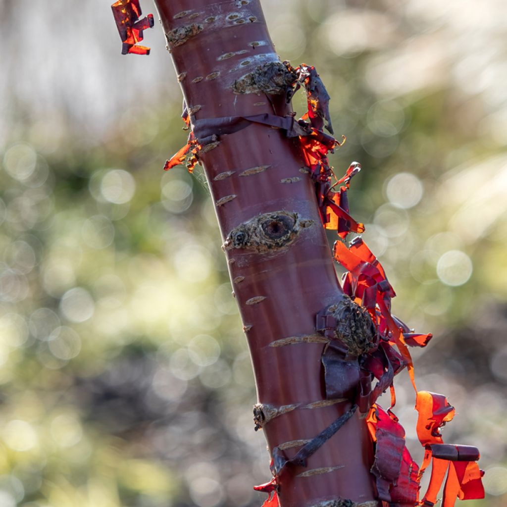 Prunus serrula - Cerisier du Tibet