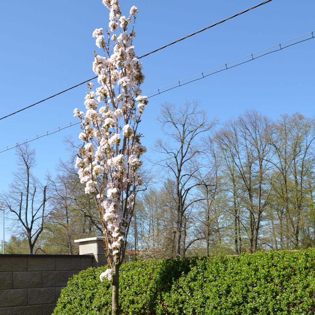 Prunus serrulata Amanogawa