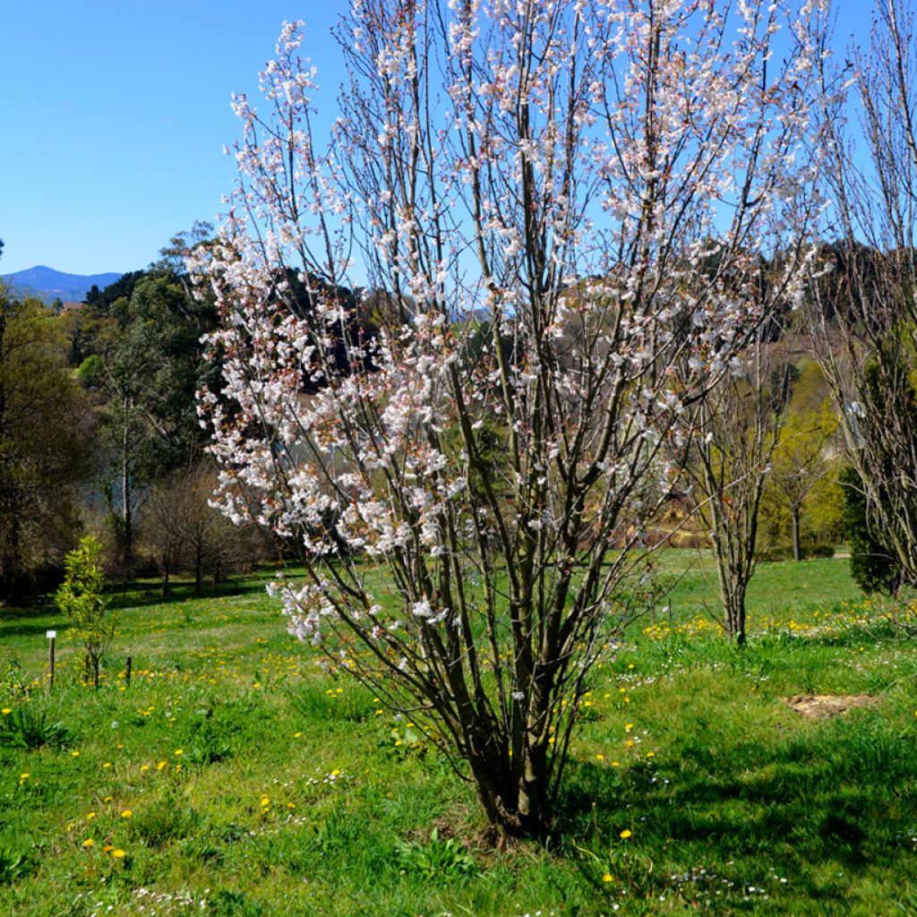 Prunus serrulata Amanogawa
