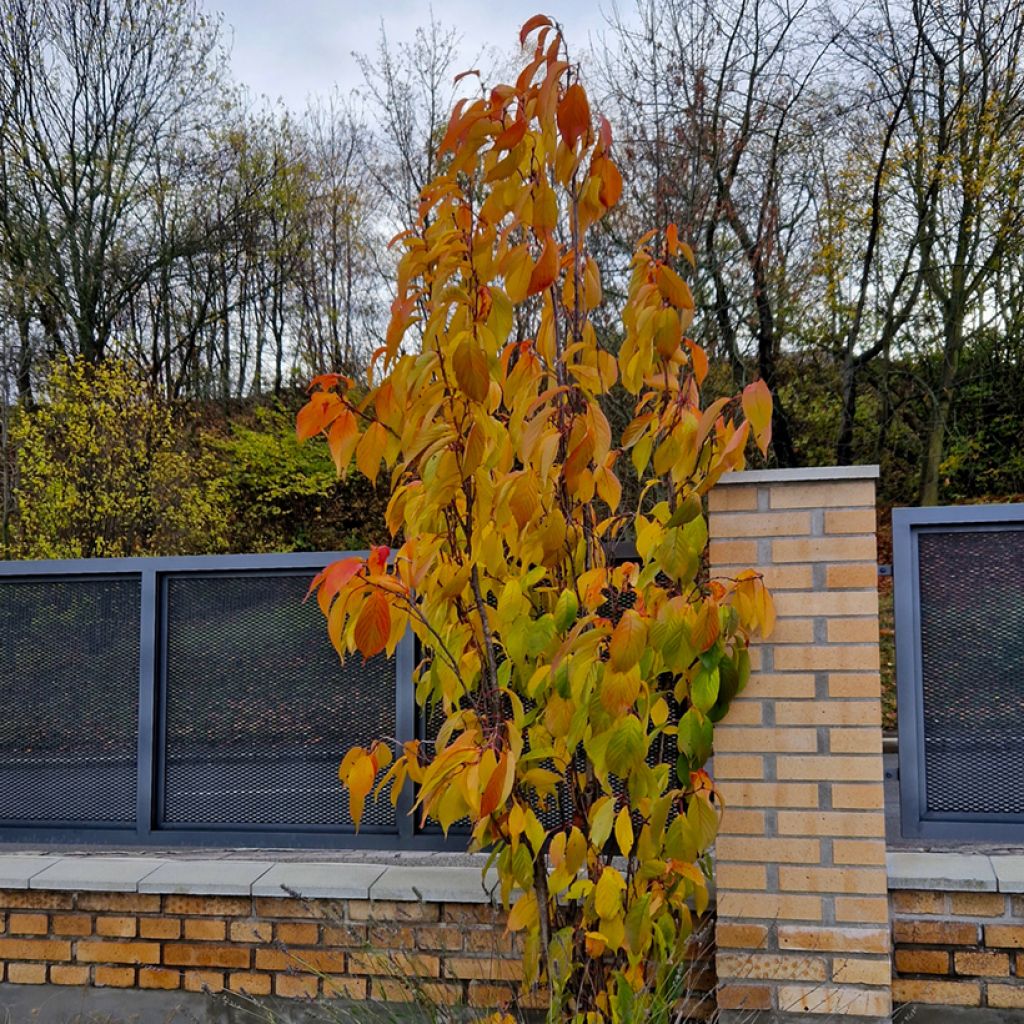 Prunus serrulata Amanogawa