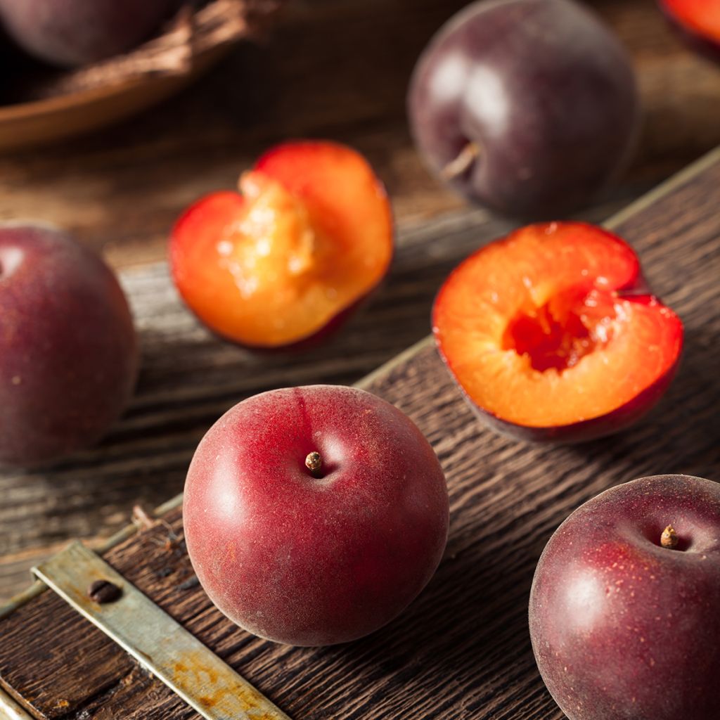 Plumcot Nostrano - Prunus × dasycarpa