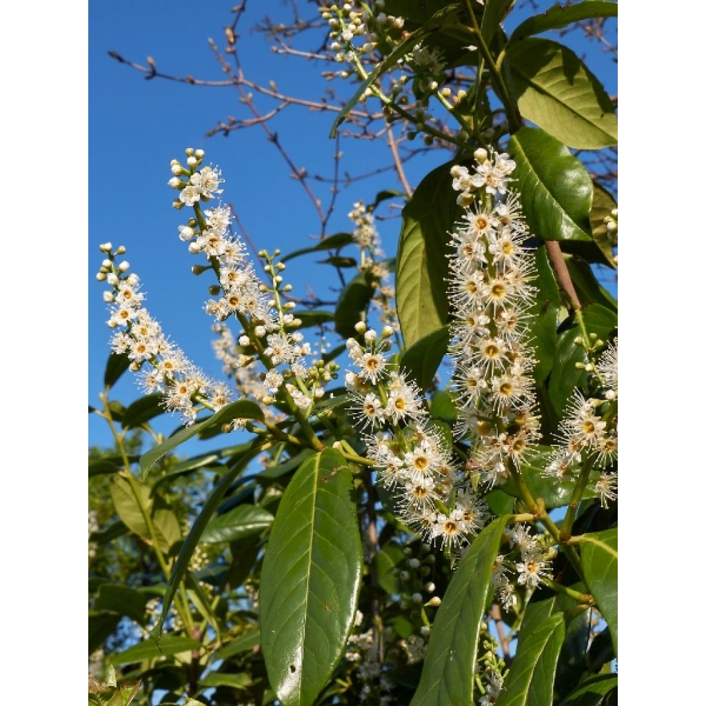 Louro-cereja - Prunus laurocerasus Caucasica - Laurier Palme - Laurier du Caucase