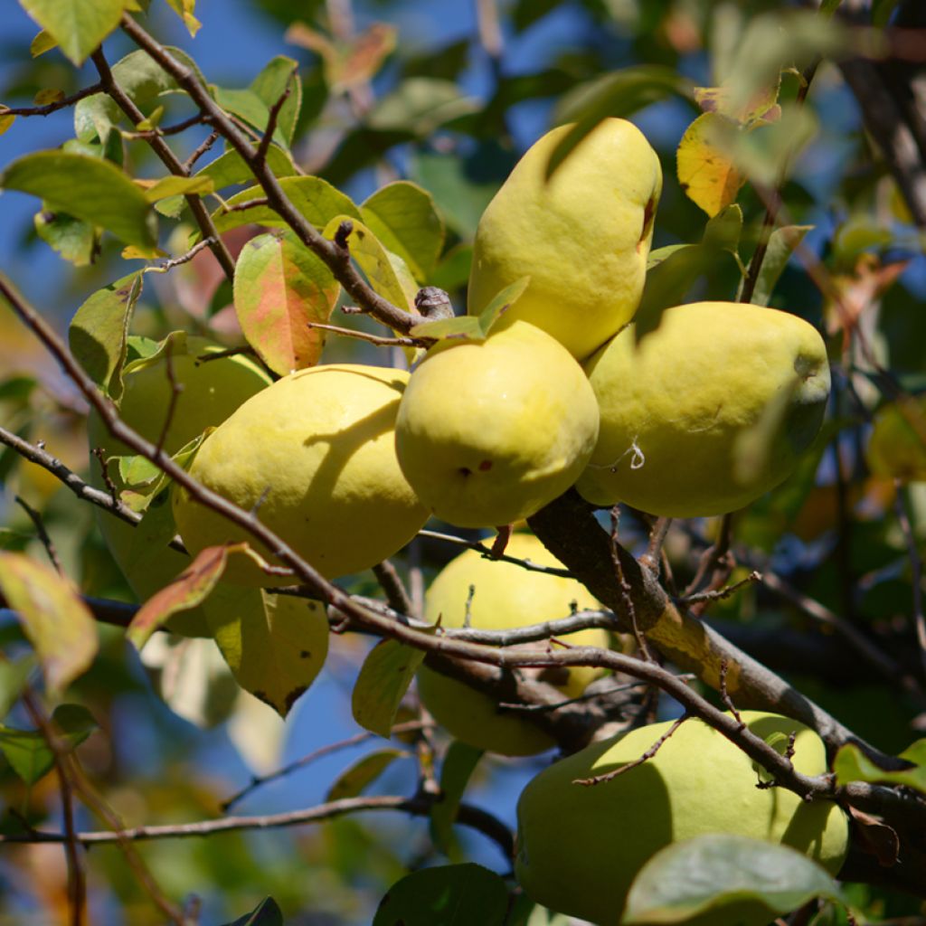 Pseudocydonia sinensis - Cognassier de Chine