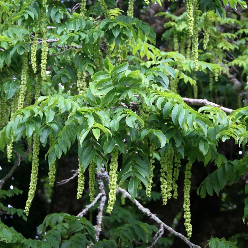 Pterocarya fraxinifolia - Ptérocaryer ou noyer du Caucase